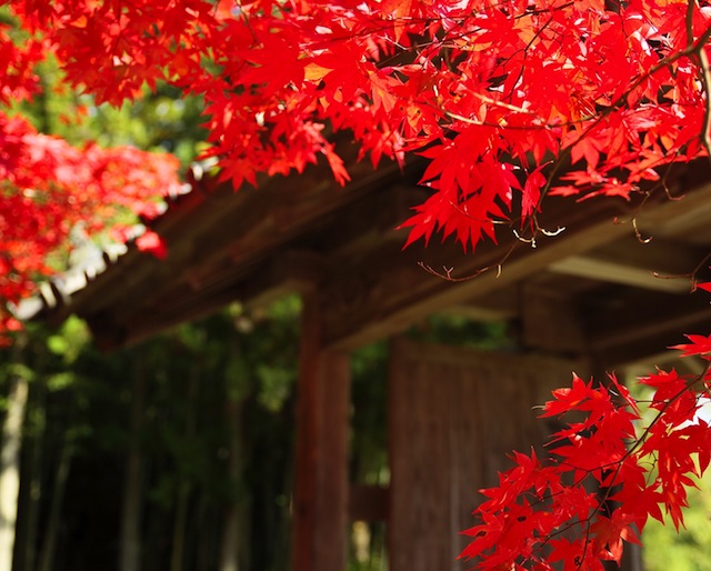 龍隠寺の紅葉