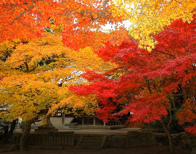 成相寺紅葉