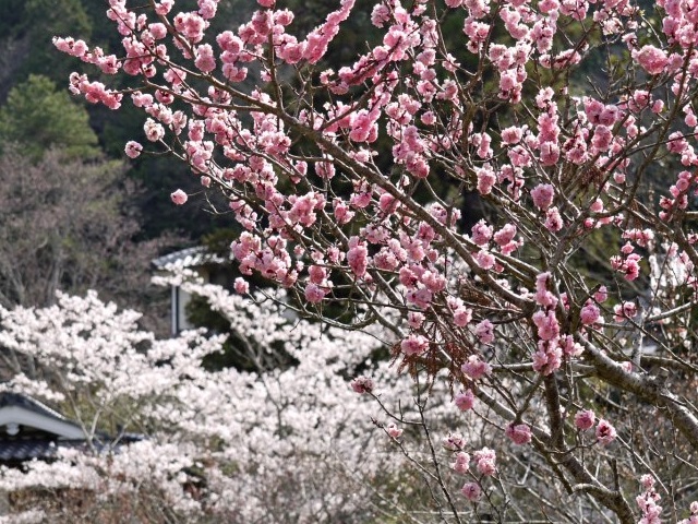 生身天満宮の梅花祭