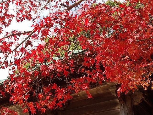 東山寺の紅葉