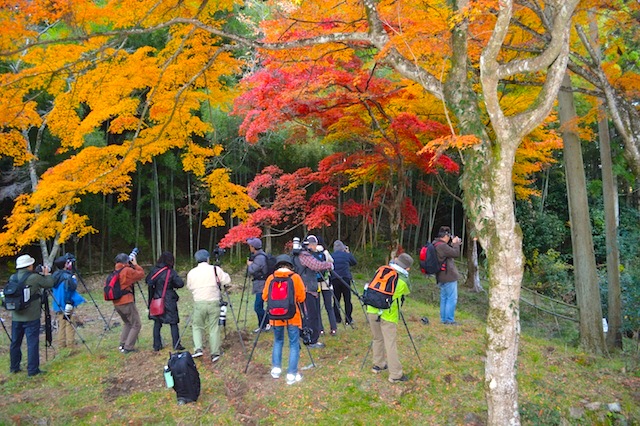 龍隠寺の紅葉