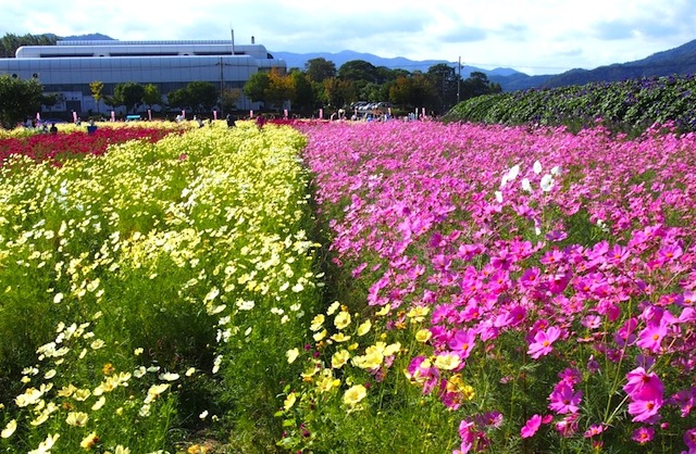 夢コスモス園