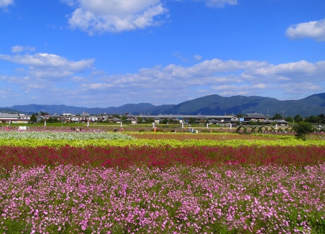 夢コスモス園