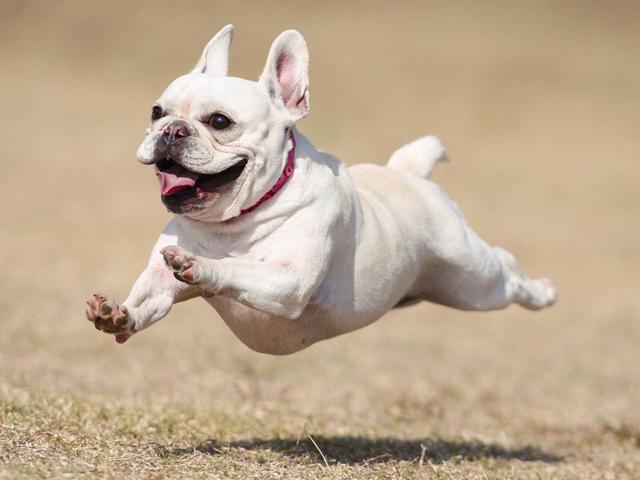 飛行犬
