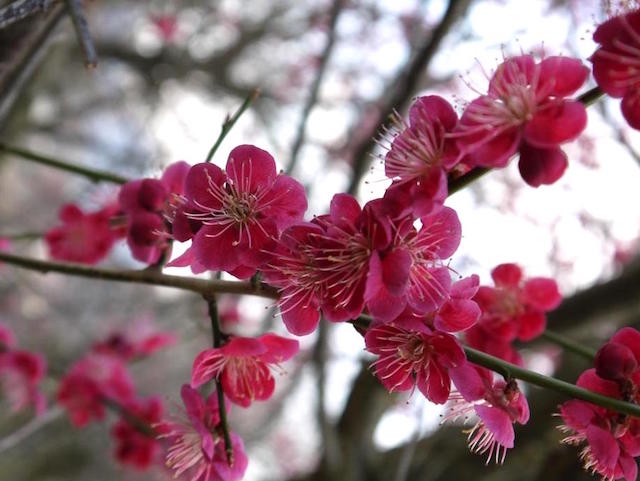 広田梅林