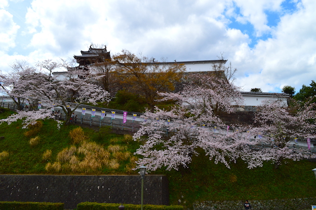 福知山城の桜