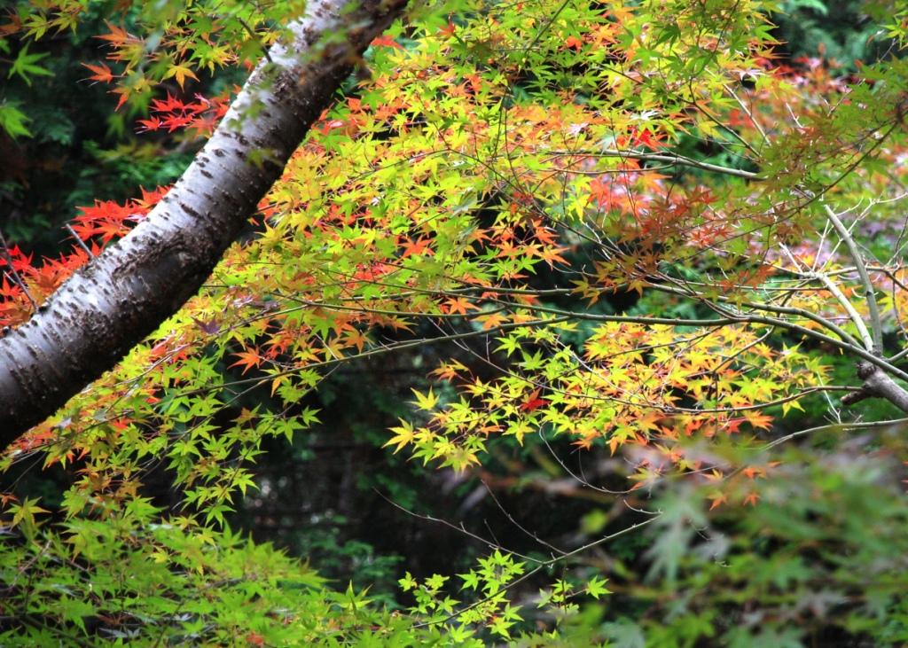 諭鶴羽ダム紅葉