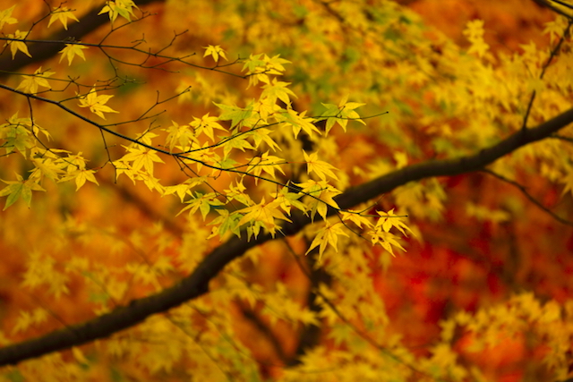 長安寺紅葉