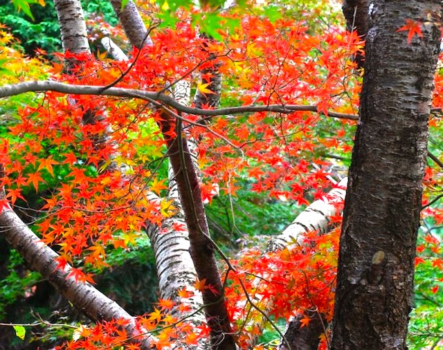 諭鶴羽ダム紅葉