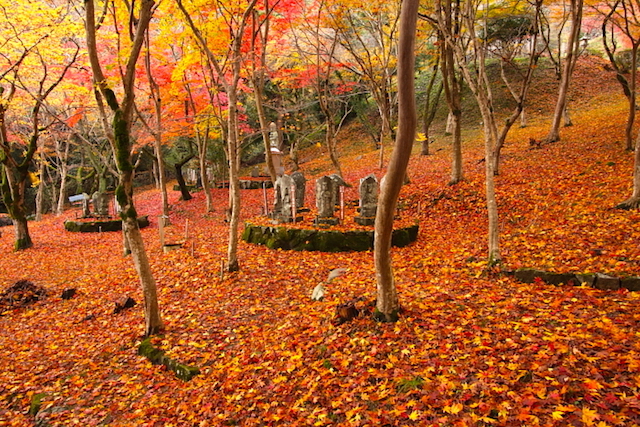 長安寺紅葉