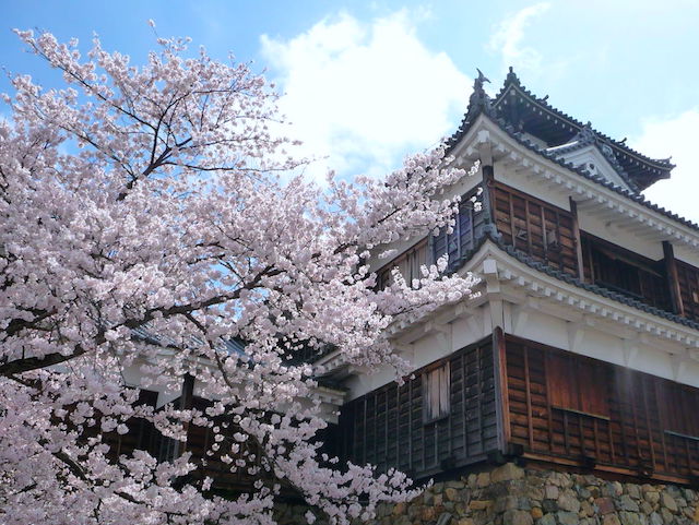 福知山城の桜