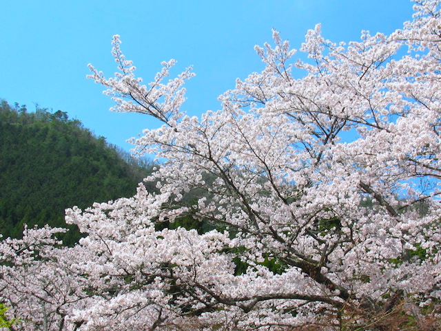 大野ダムのさくら