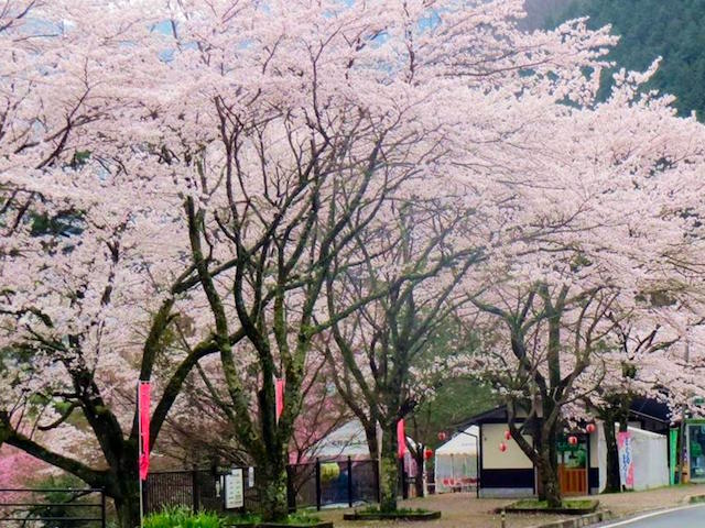 大野ダムのさくら