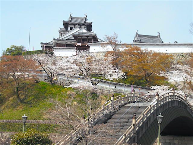 福知山城の桜