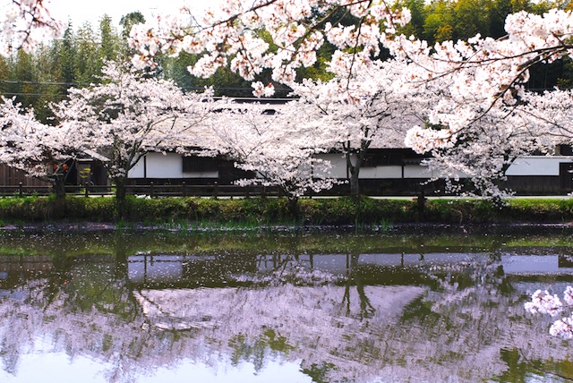 篠山さくらまつり