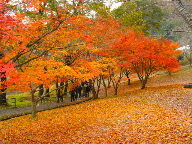 大野ダム紅葉