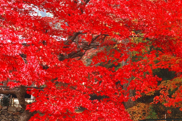 大国寺 紅葉